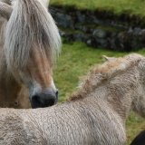 Nordic horses