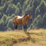 Cavallo selvaggio