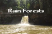 Rain Forest video