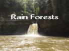 Rain Forest video